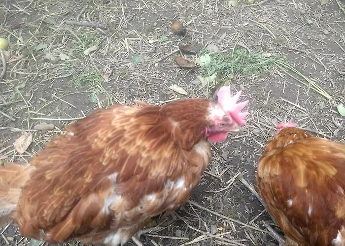 La Grange Aux Dimes Bed & Breakfast Walcourt